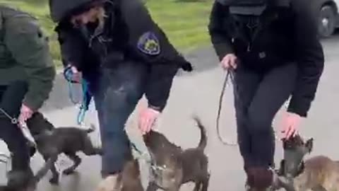 The police puppy training