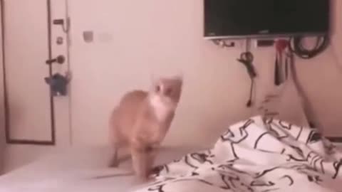 CATch Hooman!