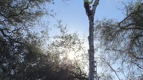 Arborist Has a Close Call with Falling Birch Tree