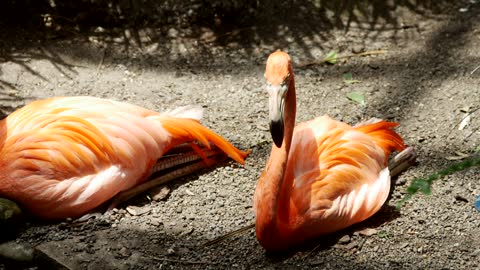 Flamingo birds laying on the ground