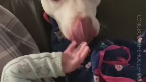 Dog in Love with Little Baby