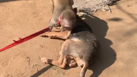 Little Monkey meet his new friend Dog and playing together