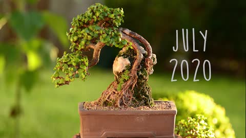 Root Over Rock Jade Bonsai in 2 Years - Little Jade Bonsai