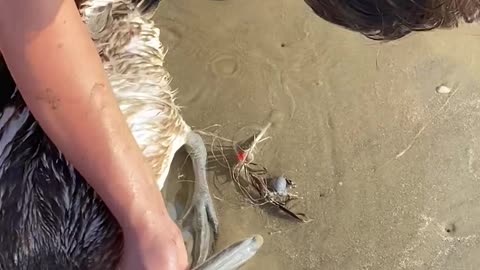 Saving a Bird Caught in Fishing Line
