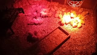 Baby Chicks