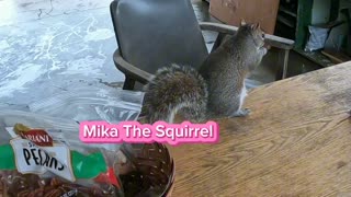 Mika got her favorite walnut in the basket 🧺🐿️.