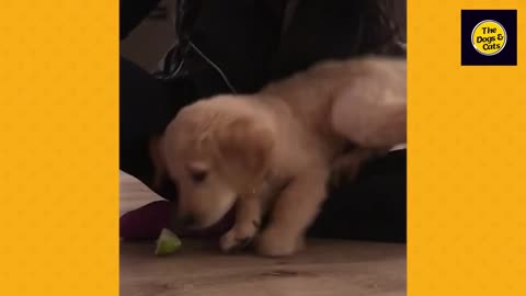 20 Minutes of Adorable Puppies 🐶