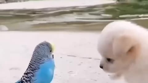 Friendship / puppy and bird . A beautiful moment