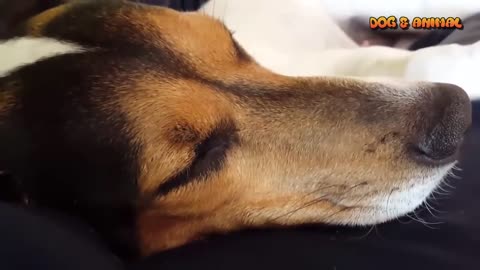 Funny sleepy dogs - Funny animal compilation