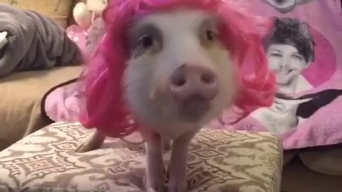 Modeling pig shows off her stylish pink wig