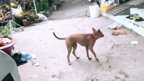 Funny dog video on kacha badam song
