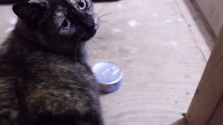 sweet rescued tortoiseshell cat daintily eats her favorite canned cat food
