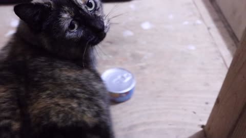 sweet rescued tortoiseshell cat daintily eats her favorite canned cat food