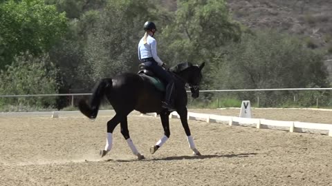 Horse training ride