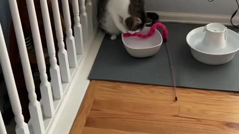 Kylo the cat dunks his toys in water bowl