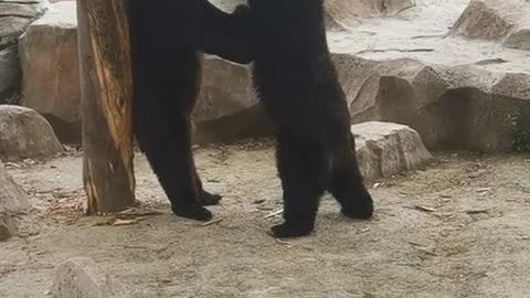 Two black bears