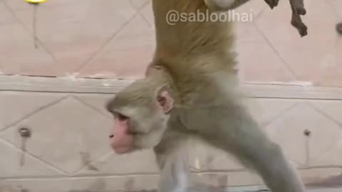 Funny animals