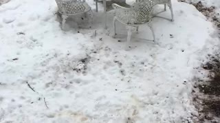 Dogs running in circles in snow