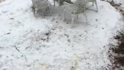 Dogs running in circles in snow