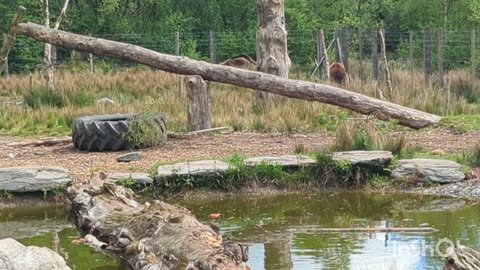 Catch me if you can, two brown bears playing