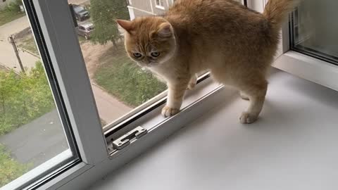 Kitty Slides on Window Sill