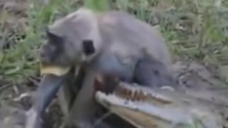 Crocodile attack monkey - Struggle of life and death#shorts #wildlife