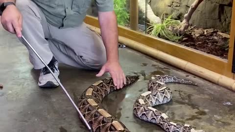 Gabion Vipers from West Africa