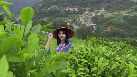 tea garden scenery