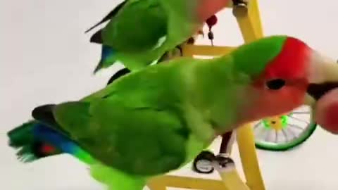 little parrot riding a bike