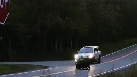 Moose Slips and Falls in Front of Car