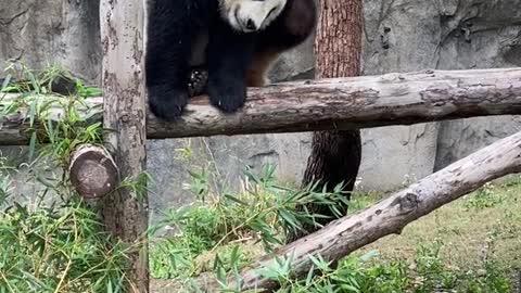 The giant panda