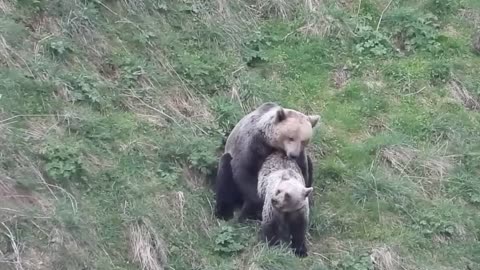 The male bear is trying to please his wife