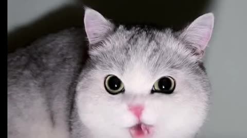 cute cat