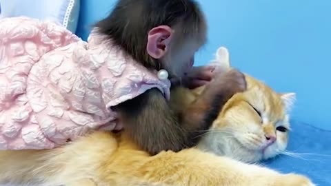 Monkey plays cat time #monkey#monkeybaby#cat#cutemonkey