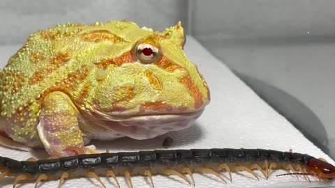 Luxury meal - Pacman frog , African bullfrog【WARNING LIVE FEEDING】
