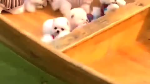 Mini 😍 Funny and Cute Pomeranian