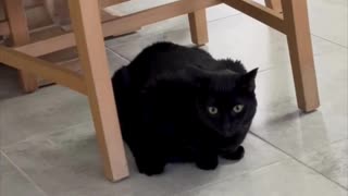 Adopting a Cat from a Shelter Vlog - Cute Precious Piper Guards the Dining Room Chair Area #shorts