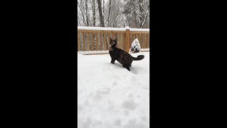 Kitties first snow