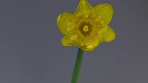 Daffodil Blooming - Wide Shot (Free to Use HD Stock Video Footage)