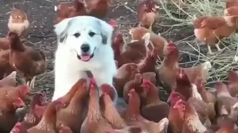 Dogs and chickens