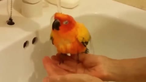 Little Parrot Having a Shower