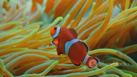 Saving Nemo: The Conservation of Clownfish and Coral Reefs
