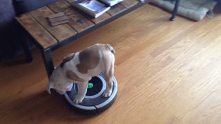 Chubby Puppy Helps His Owner Roomba The Place