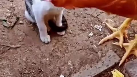 Cat and hen funny video