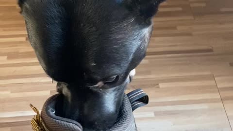 Dog Likes the Smell of Boots