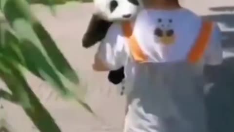 Cute Panda wants to eat bamboo || cute video