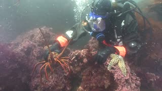 California Spiny Lobster Short Documentary