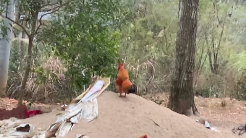 The crow of a rooster poultry