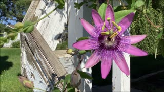 Colors of Lavender Passion Flower Sept 2022