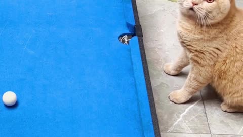 🤯🤯🤯FUNNY CAT PLAY POOL😮😮😮🤯🤯